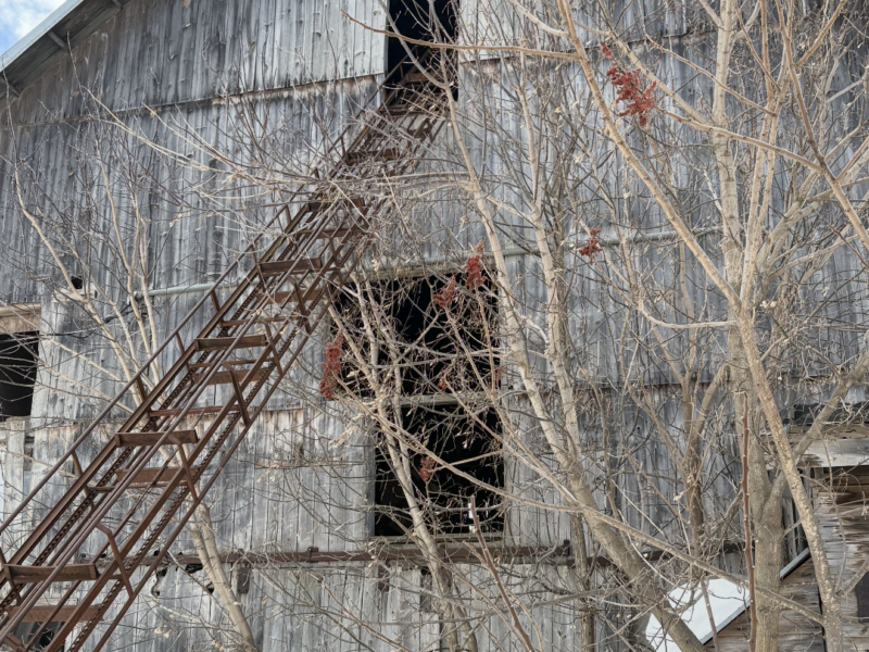 Dairy Barn - Estimated to been built in the 1860's Pine rough sawn Timber Frame for Free !