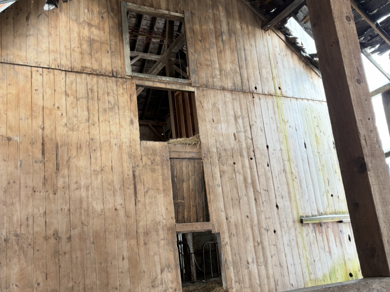 Dairy Barn - Estimated to been built in the 1860's Pine rough sawn Timber Frame for Free !