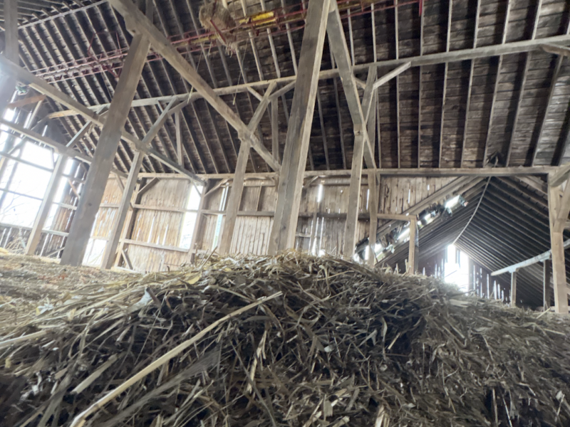 Dairy Barn - Estimated to been built in the 1860's Pine rough sawn Timber Frame for Free !